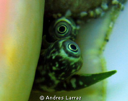 CONCH EYES!!! by Andres Larraz 